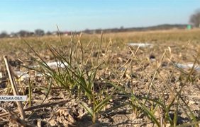 Тепла зима та озимі культури: що чекає на врожай цього сезону