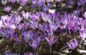 Фіолетовий рай: на Закарпатті розквітли шафранові поля