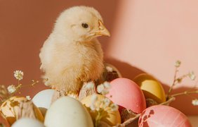 В Україні значно зросли ціни на ключовий великодній продукт