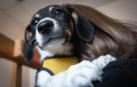 У Києві розпочалась реєстрація домашніх тварин