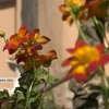 Троянди замість зброї: поранені бійці саджають квіти в шпиталі 