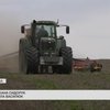 Мороз знищив посіви: чи врятують фермери врожай