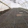 Заморозки вдарили по врожаю: чи зростуть ціни на овочі