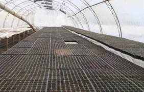 Заморозки вдарили по врожаю: чи зростуть ціни на овочі