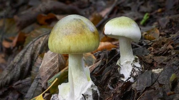 Гриб Amaropostia stiptica