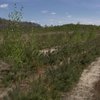 Замість бурштину дерева: Рівненщина повертає життя спаленій землі