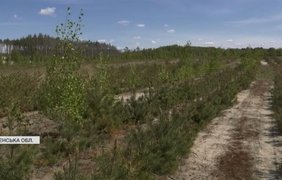 Замість бурштину дерева: Рівненщина повертає життя спаленій землі