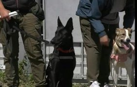 Собаки-поводирі в Одесі: як чотирилапі допомагають незрячим 