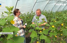 7 млн гранту на теплиці: як ветерани будують агробізнес