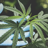 Як CBD впливає на стрес, сон і тривожність