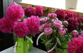 Масштабна виставка півоній триває на Івано-Франківщині