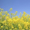 Зниження вартості землі, погіршення інвестклімату - експерти пояснили, до чого можуть призвести ініціативи Мінагропроду