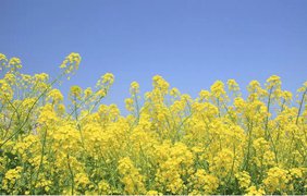 Зниження вартості землі, погіршення інвестклімату - експерти пояснили, до чого можуть призвести ініціативи Мінагропроду