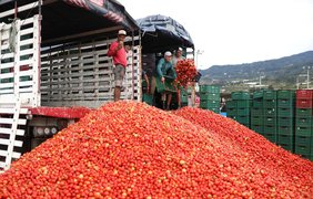 Фестиваль Gran Tomatina