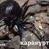Отруйні павуки ширяться Україною: що робити у випадку укусу