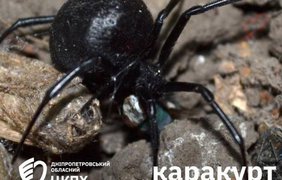Отруйні павуки ширяться Україною: що робити у випадку укусу