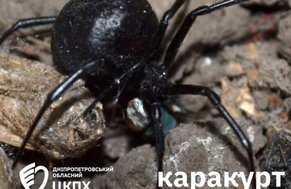 Отруйні павуки ширяться Україною: що робити у випадку укусу