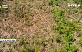 На Рівненщині буревій знищив майже 800 гектарів лісу