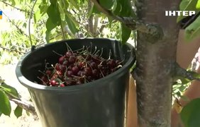 Одещина збирає черешню: чи впаде ціна на ягоди