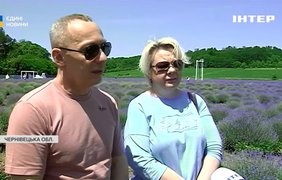 На Буковині розквітла Лавандова долина