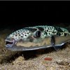 У Чорному морі завелася смертельно отруйна риба