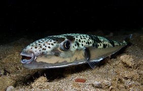 У Чорному морі завелася смертельно отруйна риба