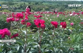 У Холодному Яру розквітли тисячі півоній