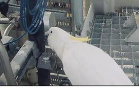 Папуга зірвав запуск першої космічної ракети в історії Австралії