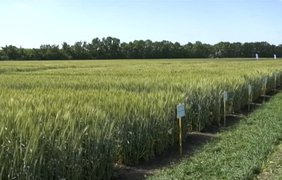Пшениця під загрозою: чи врятують урожай в умовах посухи та приморозків