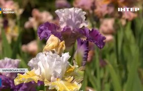 На Харківщині розквітла найбільша колекція ірисів в Україні