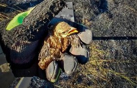 Один з тисяч, хто міг згоріти мовчки: пташеня врятоване з пекла сухостою