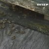 Дефіцит меду: чому знижується врожай і що буде з цінами