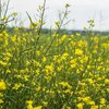 Україна може втратити 20% посівів ріпаку й сої через новий експортний податок - аналітики LSEG