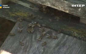 Дефіцит меду: чому знижується врожай і що буде з цінами