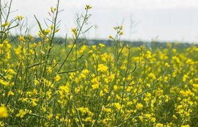 Україна може втратити 20% посівів ріпаку й сої через новий експортний податок - аналітики LSEG