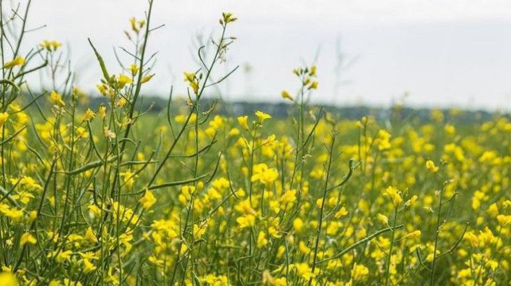 Україна може втратити 20% посівів ріпаку й сої через новий експортний податок