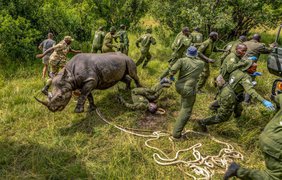 Ці фото природи шокували журі: один кадр коштує $5000