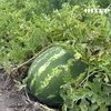 На Херсонщині розпочався сезон кавунів
