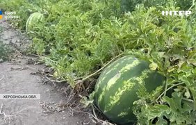 На Херсонщині розпочався сезон кавунів