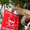 Щури-сапери: як гігантські гризуни рятують життя в Камбоджі