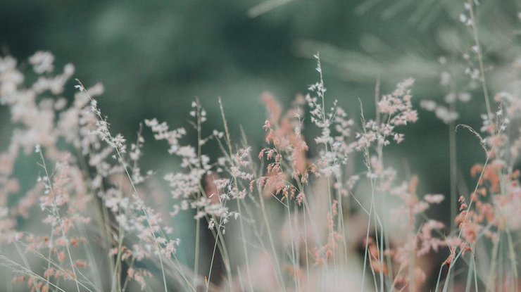 Фото: Pexels