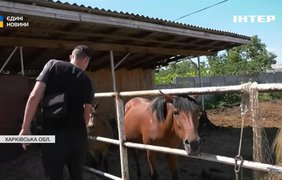 Під Харковом коні зцілюють душі військових і цивільних