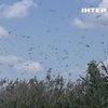 Нашестя сарани на Запоріжжі: жителі б'ють на сполох