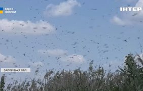 Нашестя сарани на Запоріжжі: жителі б'ють на сполох