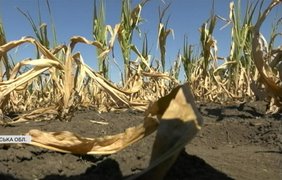 Посуха спалює врожаї: чи отримають аграрії компенсації