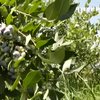 Сезон лохини в розпалі: яких цін та врожаю чекати