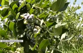 Сезон лохини в розпалі: яких цін та врожаю чекати