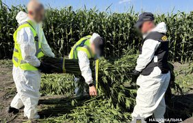 Операція "Джентельмени": поліція знищила 21 тисячу кущів конопель і снодійного маку 