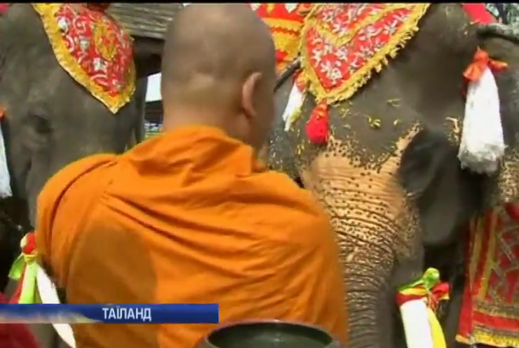  У Таїланді зробили фуршет для слонів