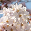 Японія милується цвітінням сакури